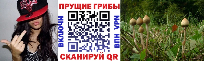 Псилоцибиновые грибы GOLDEN TEACHER  Петрозаводск 
